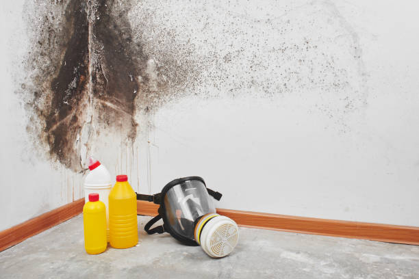 Best Certified Mold Removal  in Columbia City, OR