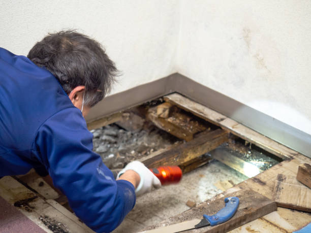 Best Mold Damage Repair  in Columbia City, OR