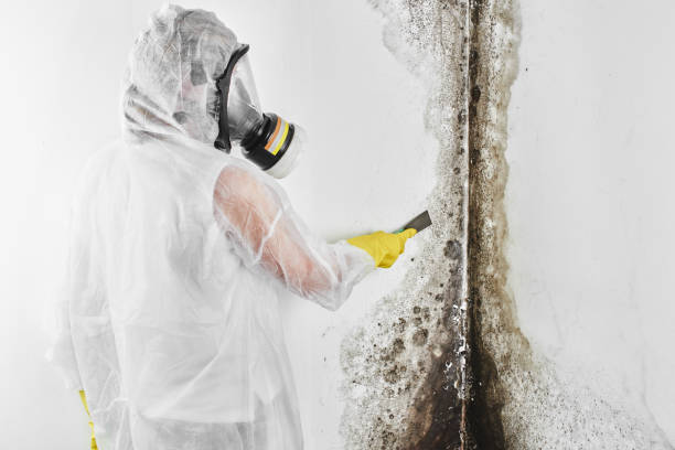  Columbia City, OR Mold Removal Pros