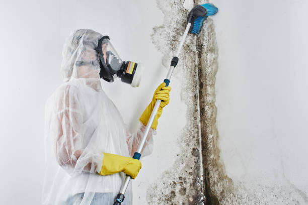 Best Local Mold Removal Service  in Columbia City, OR