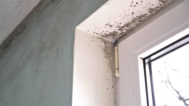 Best Mold Cleaning Services  in Columbia City, OR