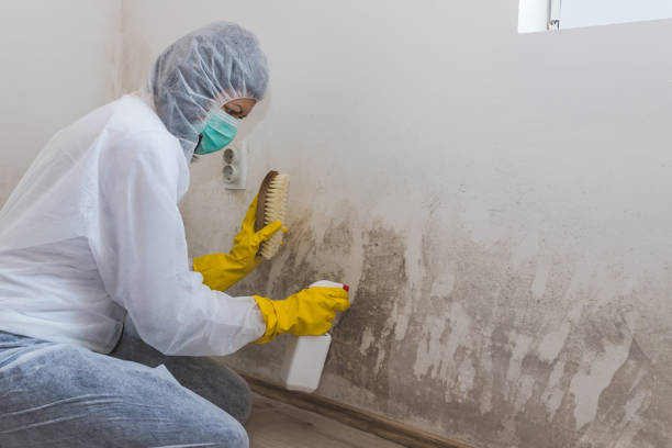 Best Professional Mold Removal  in Columbia City, OR
