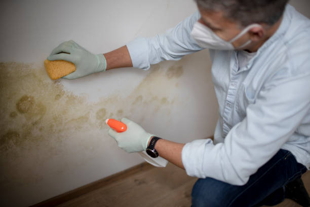 Best Best Mold Removal Companies  in Columbia City, OR