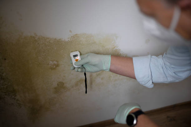 Mold Removal and Inspection in Columbia City, OR