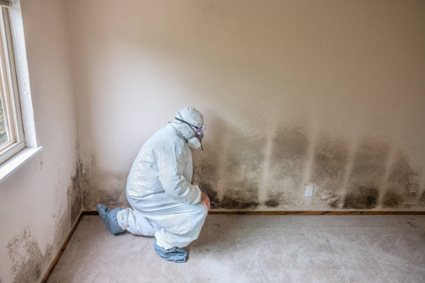 Best Fast Mold Removal  in Columbia City, OR