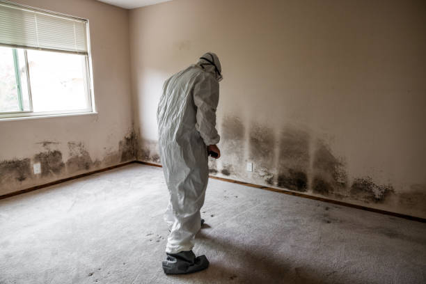 Best Home Mold Removal  in Columbia City, OR