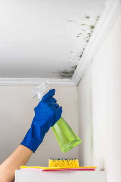 Professional Mold Removal in Columbia City, OR